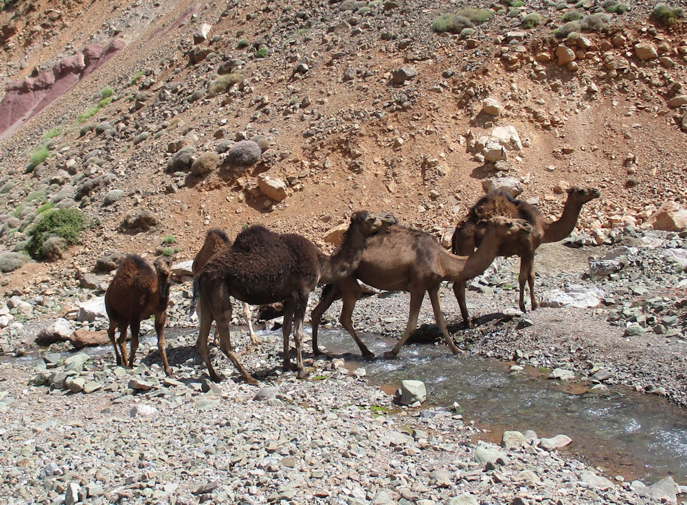 More camels down at the river, photo by Judy Renshaw
